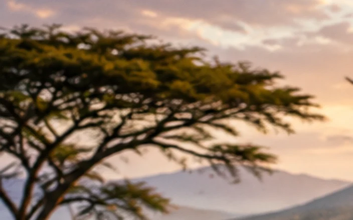 An acacia tree against a soft evening sky in the Tsavo landscape.